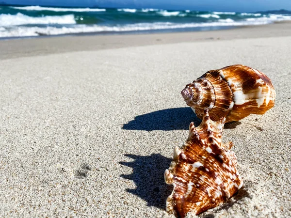 Seashell su un crinale sabbioso in riva al mare, sfondo — Foto Stock