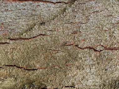 Doğal ahşap, tahta kesiği, yıllanmış ahşap, zaman ve havadan çatlaklar. Kahverengi arka plan, ahşap doku. Yazdırma yeri.