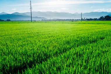 Pirinç tarlası, pirinç tarlası manzarası. Taze pirinç filizleri. Su kaynaklı tarla. Asya 'nın tarım arazisi. Tarım. Güneşli hava.
