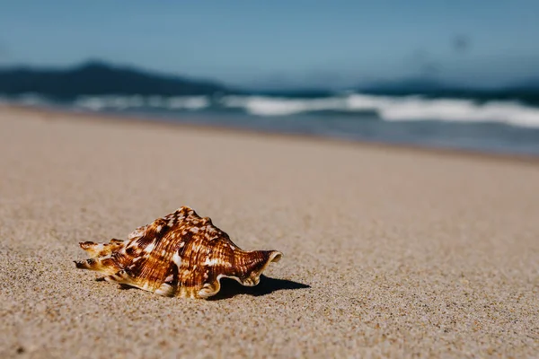 Spiaggia Tropicale Con Conchiglie Primo Piano Sabbia Mare Sfocato Vacanze — Foto Stock