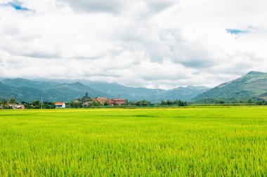 Pirinç tarlası, çayırda yeşil pirinç filizleri. Taze yeşil pirinç. Çiftlik arazisi. Dağ manzarası, Asya 'da tarım.