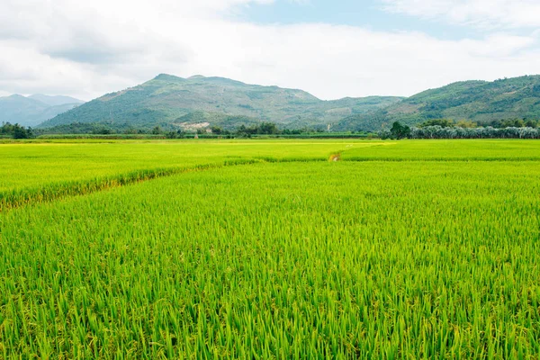 Rice field, green rice sprouts in the meadow. Young green rice. Farmland. Mountain view, agriculture in Asia.