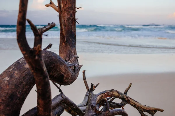 Kumsalda kuru ağaç ve deniz altyapısı çok güzel. Tatil, tatil, seyahat konsepti, Asya