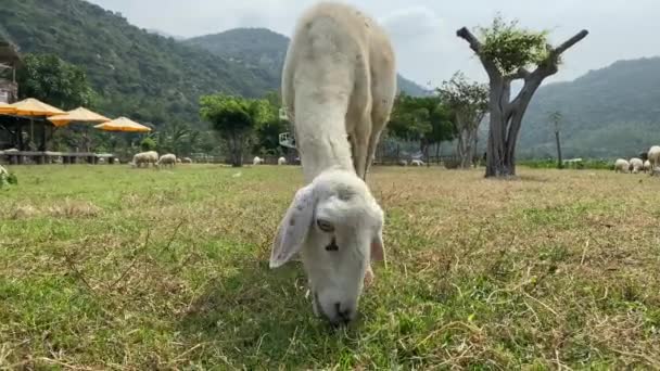 Lamb grazing on a green field. A flock of sheep on a farm — Αρχείο Βίντεο