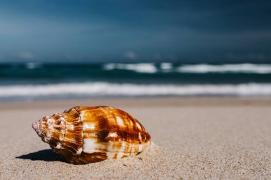 Ön planda deniz kabukları olan tropik plaj kumlu ve bulanık deniz, yaz tatili, arka plan. Seyahat ve sahil tatili, mesaj için boş alan.