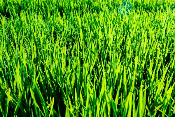 Pole Ryżowe Widok Plantację Ryżu Kawałki Młodego Ryżu Pole Zaopatrzeniem — Zdjęcie stockowe