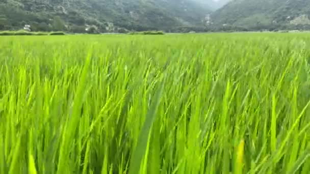 चावल की हरी डंठल हवा में बहती है। पहाड़ी मैदान में एक चावल क्षेत्र — स्टॉक वीडियो