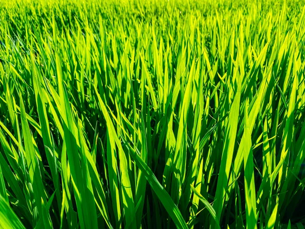 Rice field, green rice sprouts in the meadow. Rice close up