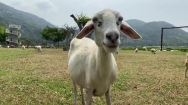 Lamb grazing on a green field. A flock of sheep on a farm