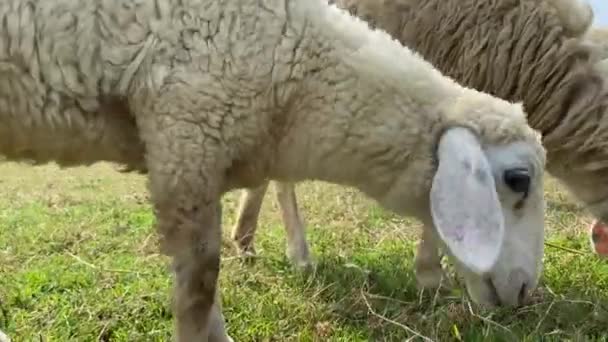 Cordeiro pastando em um campo verde. Um rebanho de ovelhas em uma fazenda — Vídeo de Stock