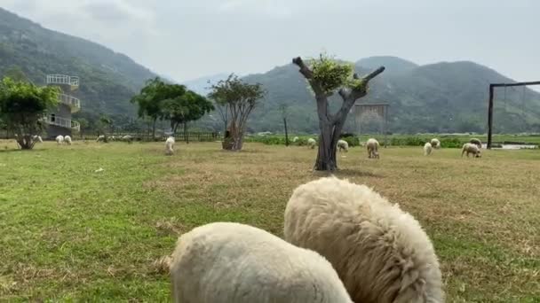 Lamb grazing on a green field. A flock of sheep on a farm — Stok video
