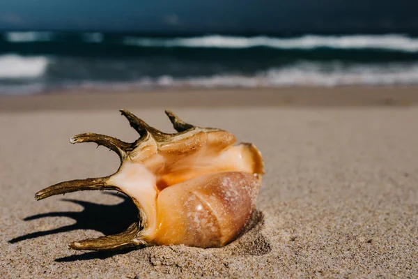 Spiaggia Tropicale Con Conchiglie Primo Piano Sabbia Mare Sfocato Vacanze — Foto Stock