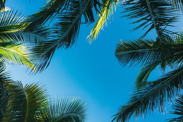 Tropische Achtergrond Kokospalmbladeren Een Achtergrond Van Blauwe Heldere Lucht Zomerse — Stockfoto