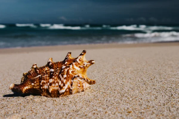 Spiaggia Tropicale Con Conchiglie Primo Piano Sabbia Mare Sfocato Vacanze — Foto Stock