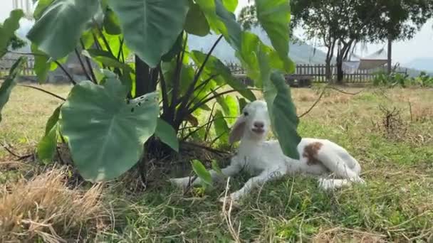 Schattig klein schaap met kudde. Schapen, schapenboerderij in de bergen — Stockvideo