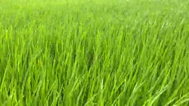 Los tallos verdes de arroz influyen en el viento. Un campo de arroz en terreno montañoso — Vídeos de Stock