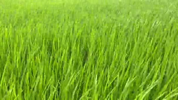 Rice green stalks sway in the wind. A rice field in mountainous terrain — Stock video