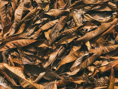 Top view on brown leaves of trees. Close-up of fallen leaves, natural background. Autumn picture of dry foliage
