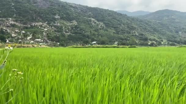 Rice green stalks sway in the wind. A rice field in mountainous terrain — Αρχείο Βίντεο