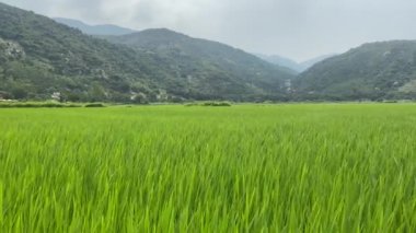 Rice green stalks sway in the wind. A rice field in mountainous terrain
