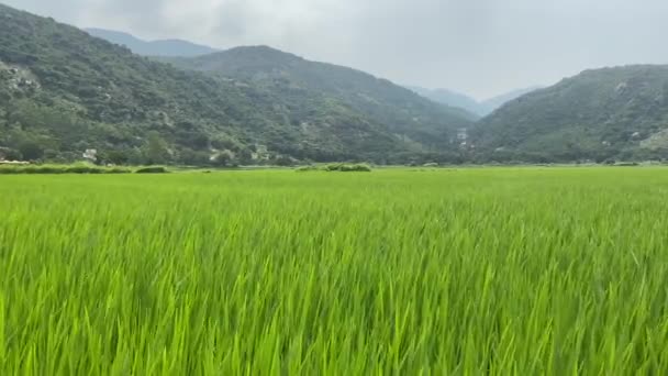 Rice green stalks sway in the wind. A rice field in mountainous terrain — Stock Video