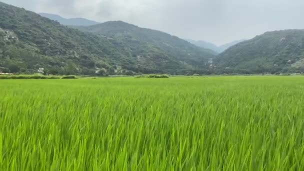 Rice green stalks sway in the wind. A rice field in mountainous terrain — Αρχείο Βίντεο