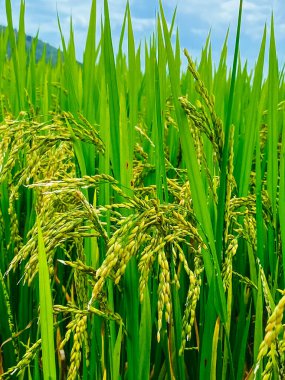 Pirinç tarlası, çayırda yeşil pirinç filizleri. Taze yeşil pirinç. Çiftlik arazisi. Pirinç yakın..