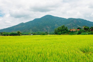 Pirinç tarlası, çayırda yeşil pirinç filizleri. Taze yeşil pirinç. Çiftlik arazisi. Dağ manzarası, Asya 'da tarım.