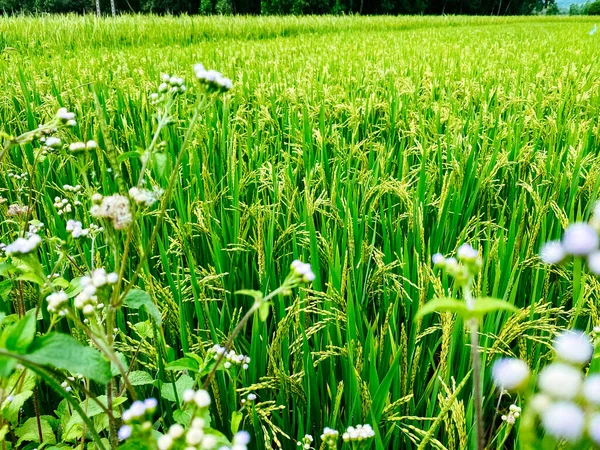 Rice field, green rice sprouts in the meadow. Young green rice. Farmland. Rice close up.