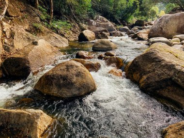 Küçük bir dağ nehri orman boyunca dağlık bölgelerdeki büyük taşların arasından akar. Doğal manzara, temiz bir nehir, güzel bir manzara, temiz hava. Ekolojik olarak temiz alan.