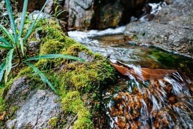 Küçük bir dağ nehri orman boyunca dağlık bölgelerdeki büyük taşların arasından akar. Doğal manzara, temiz bir nehir, güzel bir manzara, temiz hava. Ekolojik olarak temiz alan.