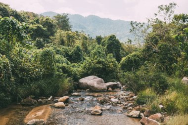 Küçük bir dağ nehri orman boyunca dağlık bölgelerdeki büyük taşların arasından akar. Doğal manzara, temiz bir nehir, güzel bir manzara, temiz hava. Ekolojik olarak temiz alan.