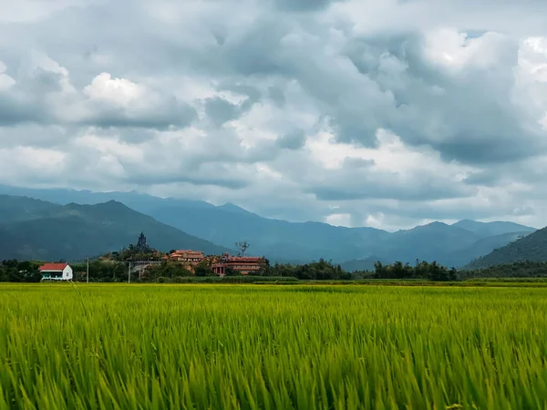 Rice field, green rice sprouts in the meadow. Young green rice. Farmland. Mountain view, agriculture in Asia.