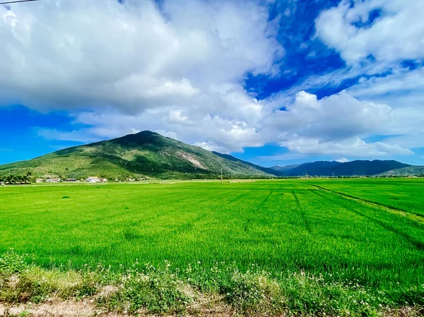 Рисовое Поле Зеленая Рисовая Капуста Лугу Молодой Зеленый Рис Ферма — стоковое фото