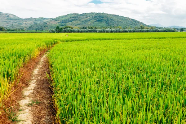 Rice field, green rice sprouts in the meadow. Young green rice. Farmland. Mountain view, agriculture in Asia.