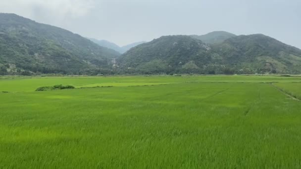 Рисово-зеленые стебли раскачиваются на ветру. Рисовое поле в горной местности — стоковое видео
