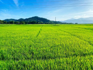 Pirinç tarlası, çayırda yeşil pirinç filizleri. Taze yeşil pirinç. Çiftlik arazisi. Dağ manzarası, Asya 'da tarım.