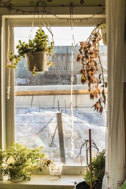 Manzara ve nesneler çok güzel. Eski usul ahşap bir pencereden güzel bir manzara, bir çalı veya ağaç dalları asılı, bir süpürge.