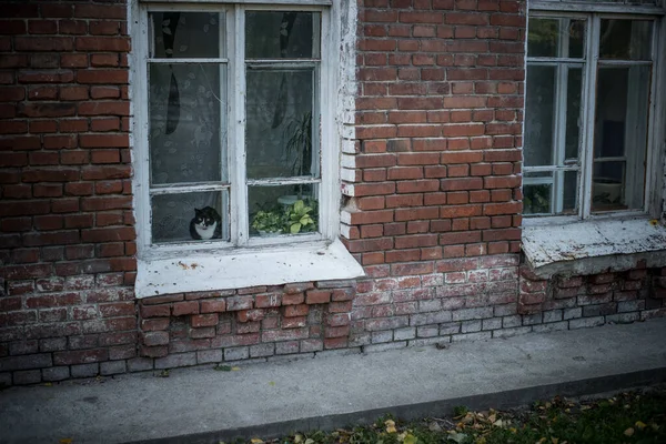 Bella Vista Della Scena Degli Oggetti Una Bella Vista Gatto — Foto Stock