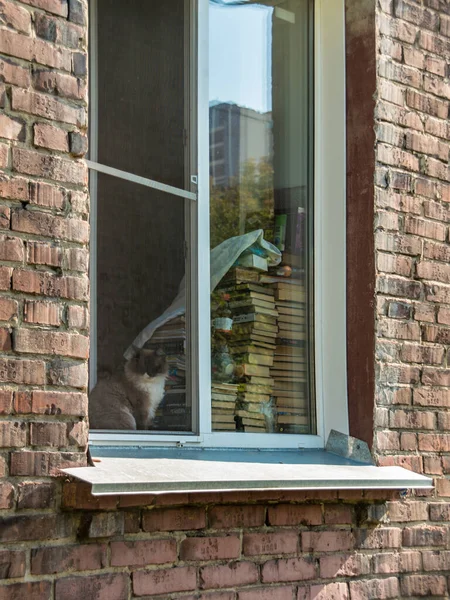 Krásný Výhled Kočku Která Dívá Okna Cihlového Domu — Stock fotografie