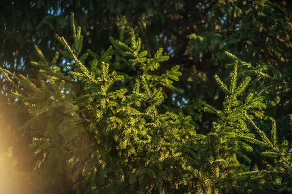 夏天和下午绿叶的美丽景色 — 图库照片
