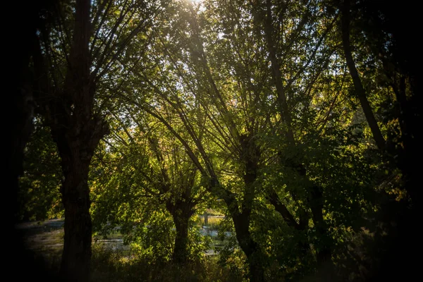 Yazın Öğleden Sonra Ağaçların Yeşil Yapraklarının Güzel Manzarası — Stok fotoğraf
