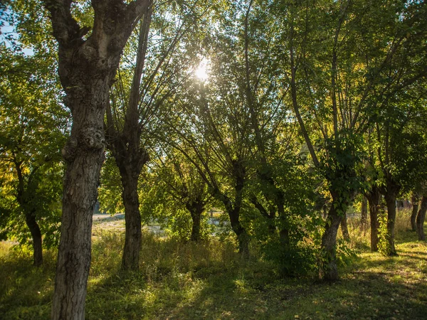 Schöne Aussicht Auf Das Grüne Laub Der Bäume Sommer Und — Stockfoto