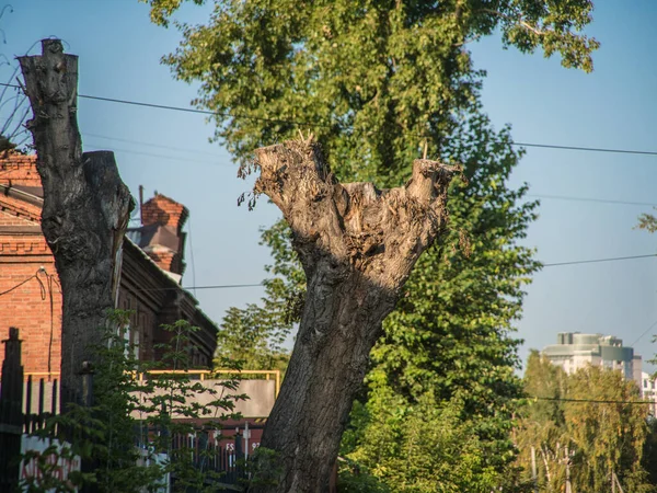 Piękny Widok Starą Ulicę Drzewem Murowanym Domem — Zdjęcie stockowe
