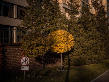 Güzel bir park manzarası, bakımlı ağaçlar ve lüks tuğlalı evler olan bir meydan..