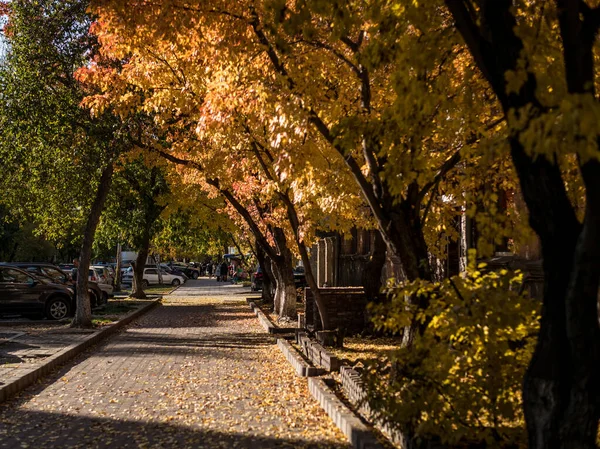 Parktaki Ağaçların Çalıların Sonbahar Yapraklarının Güzel Manzarası Öğleden Sonra Halk — Stok fotoğraf