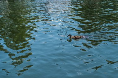 Güzel ördekler yüzer gölette, nehirde, gölde, gölette yaz öğleden sonra.