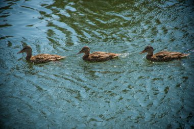Güzel ördekler yüzer gölette, nehirde, gölde, gölette yaz öğleden sonra.