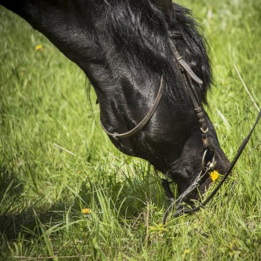 Siyah bir at ve takım yazın otlar ve çimen yer..