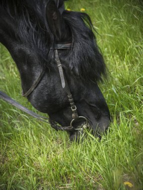 Siyah bir at ve takım yazın otlar ve çimen yer..